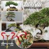 Giętarka do gałęzi Bonsai